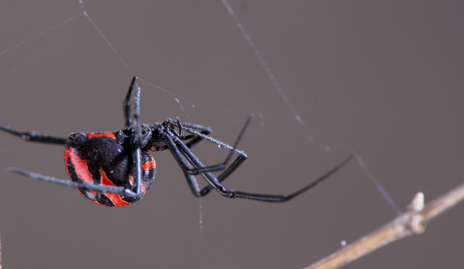 Viuda Negra